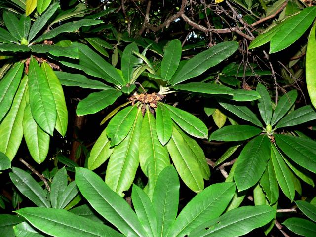 FOODPLANT_Rhododendron_calophytum_2