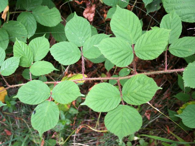 FOODPLANT_Rubus_fructicosus_licie_201