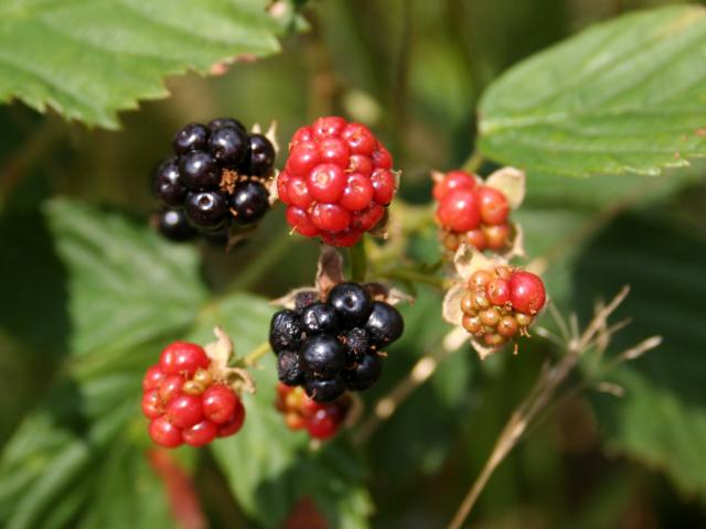 FOODPLANT_Rubus_fructicosus_owoce_646