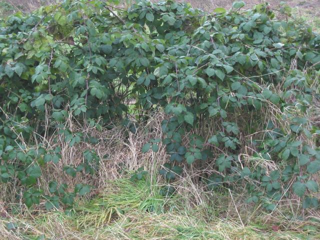 FOODPLANT_Rubus_fruticosus