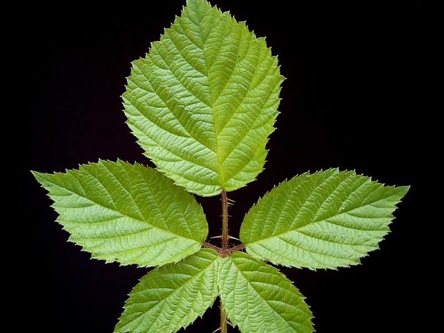 FOODPLANT_Rubus_fruticosus2_ies