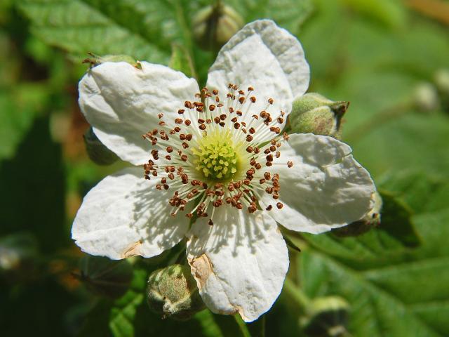 FOODPLANT_Rubus_fruticosus_Luc_Viatour