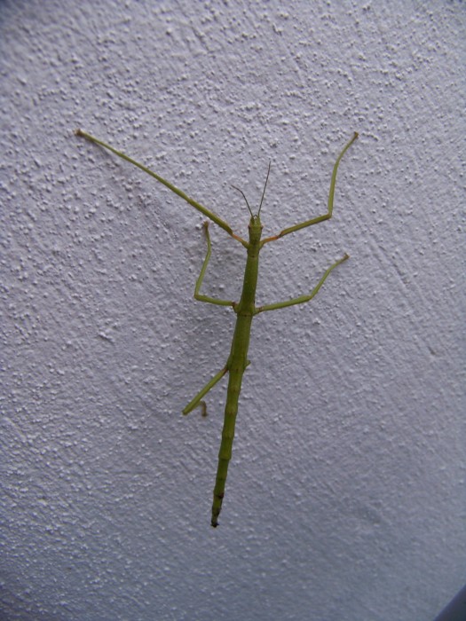 Unknown species on wall