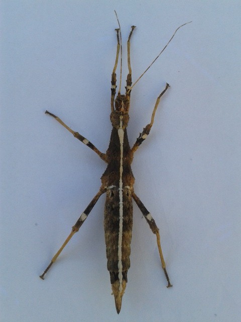 Unknown species adult female