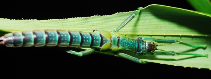 Unknown species