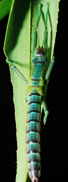 Unknown species