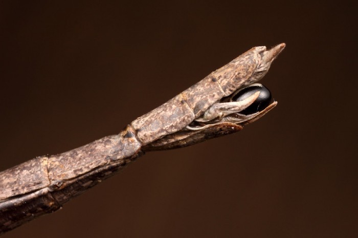 Unknown species ready to lay ova