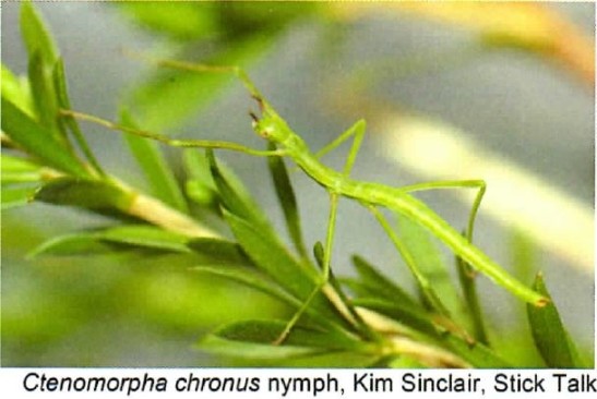 Ctenomorpha chronus nymph Copyright © Kim Sinclair