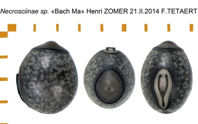 Necrosciinae sp Bach Ma (not Brockphasma) ova