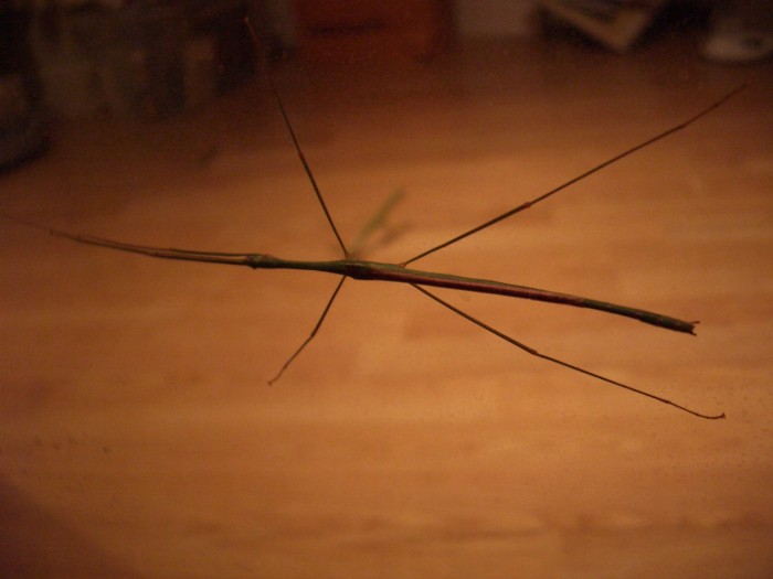 PSG 103 Sipyloidea sp adult male