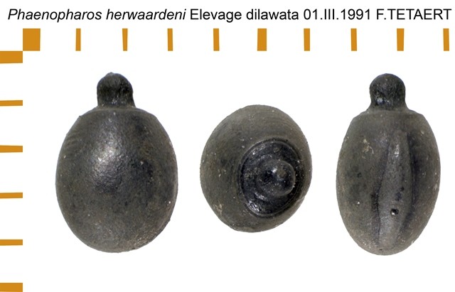 PSG 104 Phaenopharos herwaardeni ova