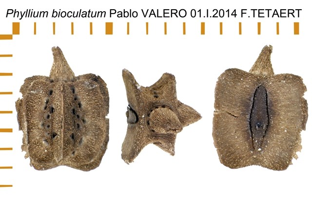 PSG 10 Phyllium (Pulchriphyllium) bioculatum ova