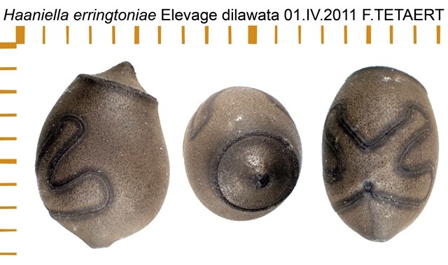 PSG 112 Haaniella erringtoniae ova