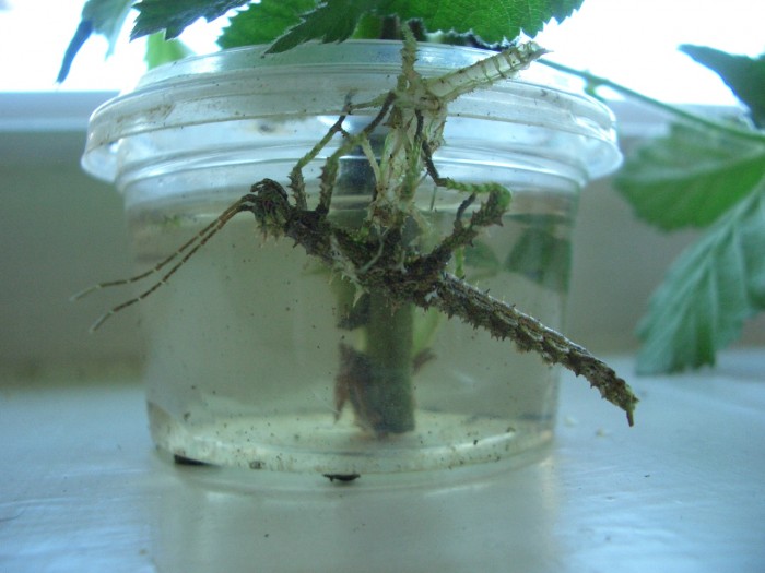 PSG 112 Haaniella muelleri nymph shed skin Copyright © NFord