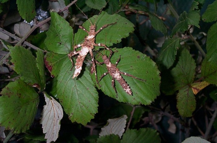 PSG 112 Haaniella muelleri nymphs