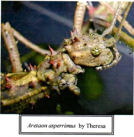 PSG 118 Aretaon asperrimus head Copyright © Theresa