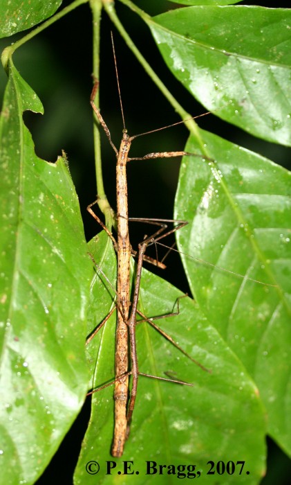 PSG 120 Carausius cristatus KNP MF1