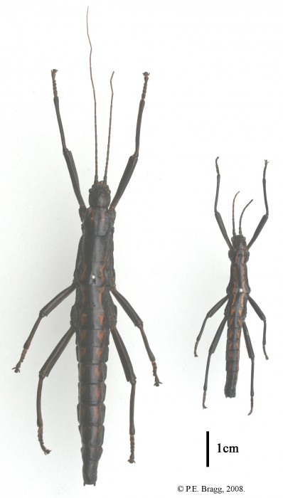 PSG 122 Anisomorpha paromalus (Westwood 1859) FM