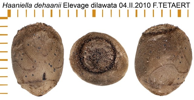 PSG 126 Haaniella dehaanii ova