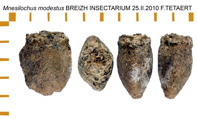 PSG 138 Mnesilochus modestus ova