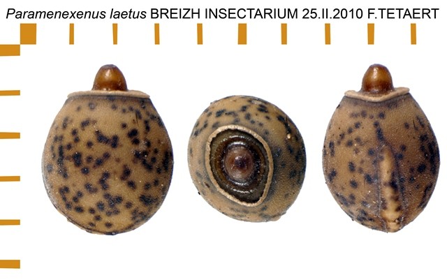 PSG 145 Paramenexenus laetus ova
