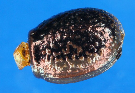 PSG 15 Anchiale briareus ova