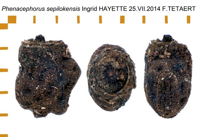 PSG 161 Phenacephorus sepilokensis ova