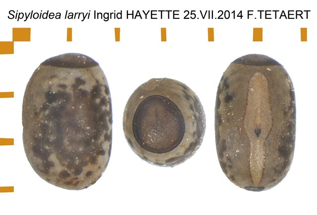 PSG 163 Sipyloidea larryi ova