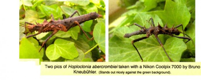 PSG 165 Hoploclonia abercrombiei ad pair Copyright © Bruno Kneubuehler