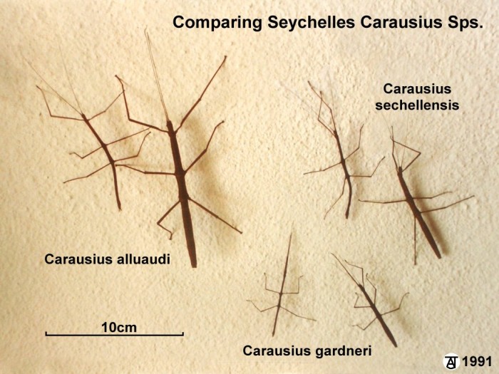 PSG 16 147 Seychelles Carausius Comparison Copyright © Tony James