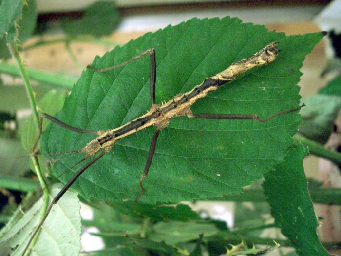PSG 173 Neohirasea sp adult male with twist2 Copyright © NFord