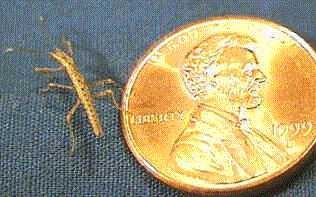 PSG 173 Neohirasea sp first instar