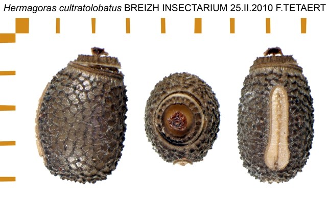 PSG 181 Hermagoras cultratolobatus ova