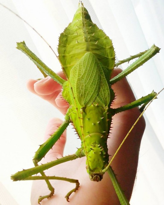 PSG 18 Heteropteryx dilatata adult female Copyright © Carim Nahaboo