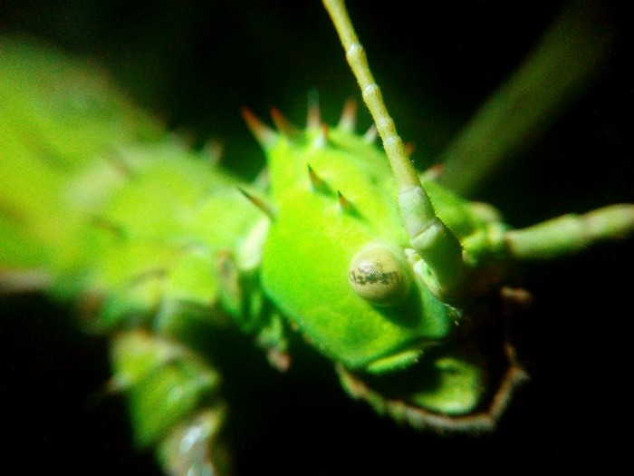 PSG 18 Heteropteryx dilatata adult female head Copyright © Carim Nahaboo