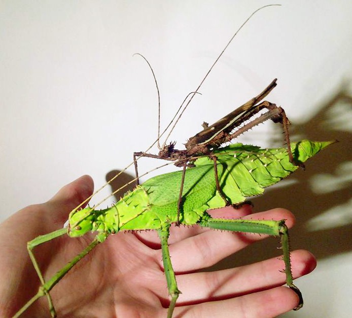 PSG 18 Heteropteryx dilatata adult pair 1 Copyright © Carim Nahaboo