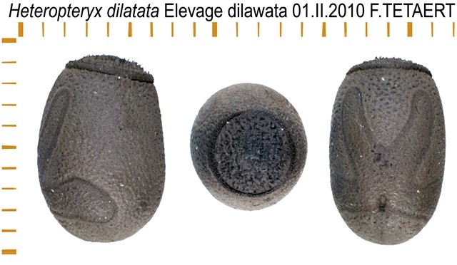 PSG 18 Heteropteryx dilatata ova