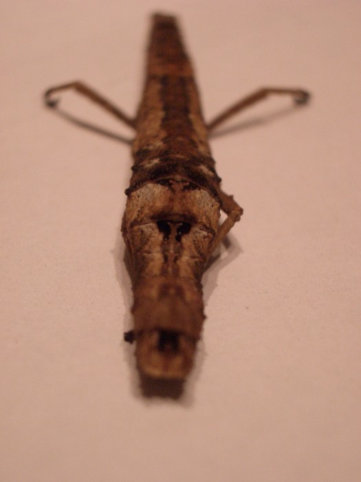 PSG 192 Orestes mouhotii adult female from rear Copyright © NFord