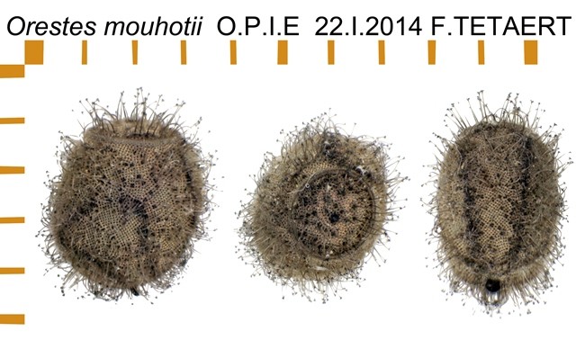 PSG 192 Orestes mouhotii ova