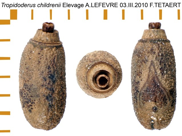 PSG 193 Tropidoderus childrenii ova