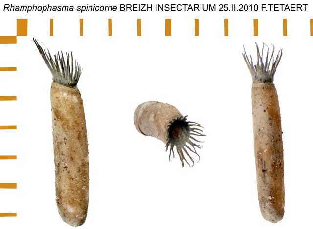 PSG 194 Rhamphophasma spinicorne ova