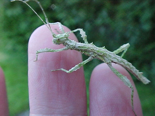 PSG 195 Sungaya inexpectata nymph1