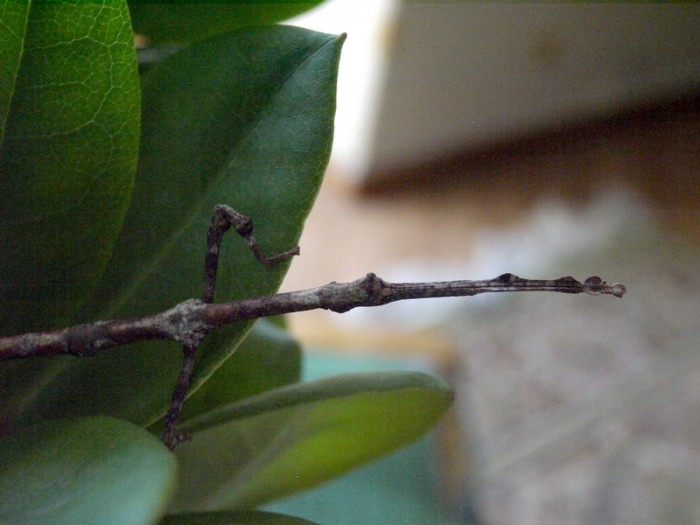 PSG 19 Lonchodes brevipes adult female