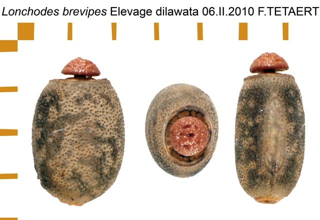 PSG 19 Lonchodes brevipes ova