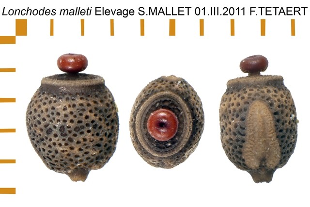 PSG 200 Lonchodes malleti ova