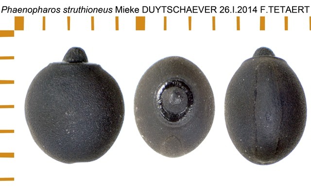 PSG 205 Phaenopharos struthioneus ova