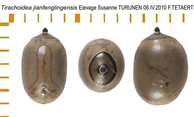 PSG 208 Tirachoidea jianfenglingensis ova