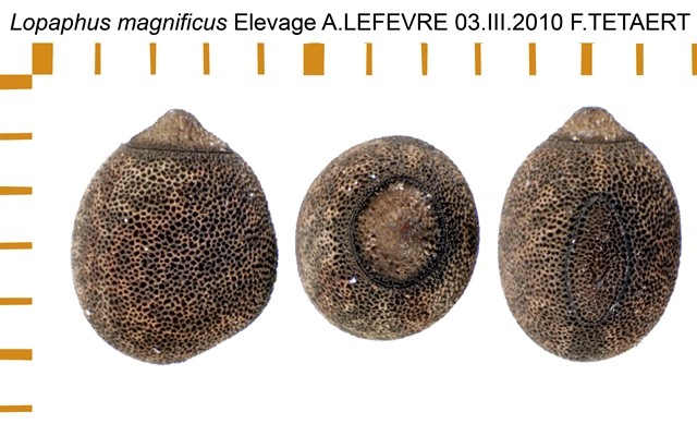 PSG 210 Lopaphus magnificus ova
