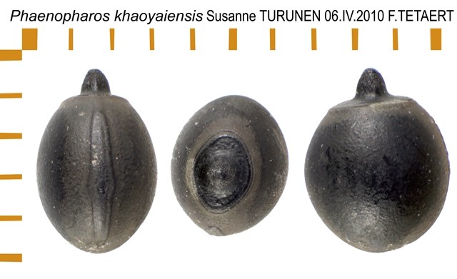 PSG 215 Phaenopharos khaoyaiensis ova