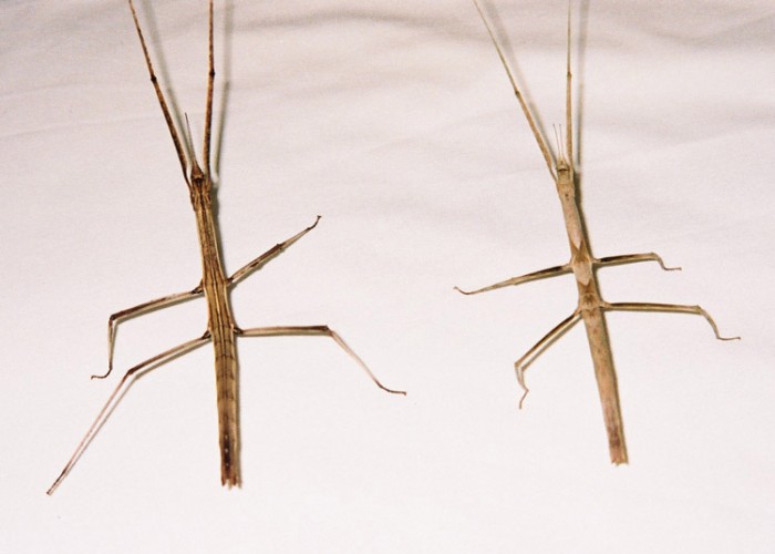 PSG 216 Medaura scabriuscula adult females Copyright © NFord